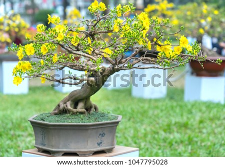 Apricot bonsai tree blooming with yellow flowering branches curving create unique beauty. This is a special wrong tree symbolizes luck, prosperity in spring Vietnam Lunar New Year