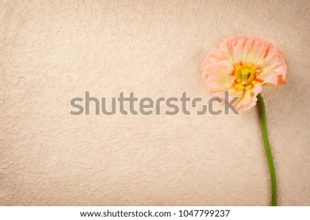 oriental poppy over handmade paper background