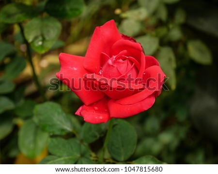 The beautiful red rose in the dark green background. 