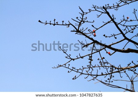 The branches are beautiful, blooming red. The backdrop is a dark blue sky. The composition is beautiful and natural.