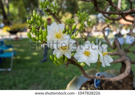 Royalty high quality free stock image of Ochna Integerima White Flower. Ochna is symbol of Vietnamese traditional lunar New Year together with peach flower.