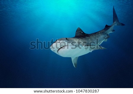 Fantastic detail in the deep clear blue water. Portrait of a shark up close. Clear blue ocean water and sunlight beneath the surface of water in the background.