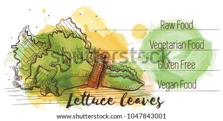 Vector watercolor sketch card of vegetarian food. Eco food. Lettuce leaves isolated on white sketch with characteristics.