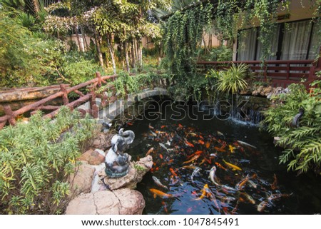 Decorative pond with fancy carp and green garden in reseort