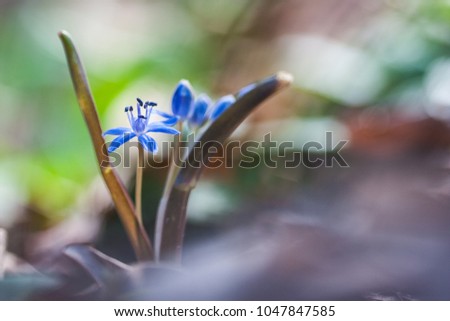 Scilla vindobonensis macro picture. Squill is a genus of about 50 to 80 bulb-forming perennial herbs in the family Asparagaceae, subfamily Scilloideae