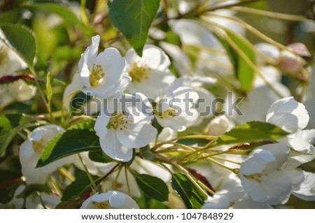 Fragrant jasmine blossoms close up in sunny spring garden