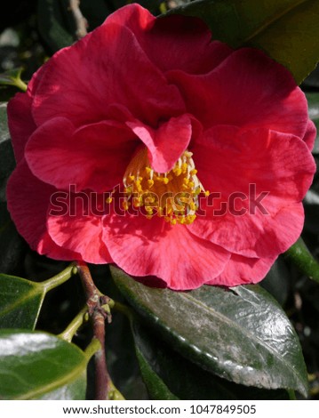 Open Camellia Flower