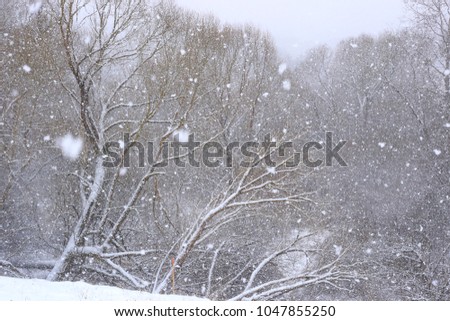 Winter snowfall background. Snowflakes falling on trees. Snow in forest. 
