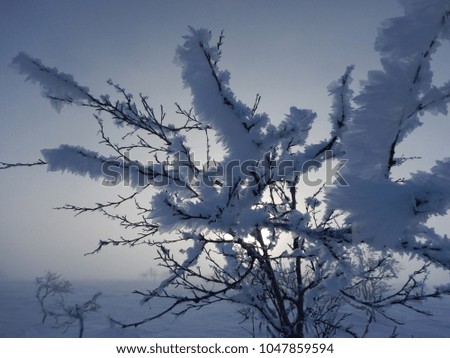 frozen trees in winter lappland with a beautiful polar sun