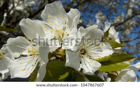 Beautiful spring white cherry blossom tree flowers