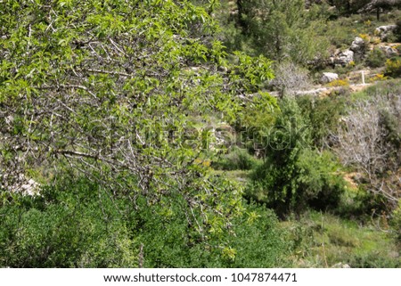Landscape and nature at the White Valley near Jerusalem, part of the Israeli National Trek