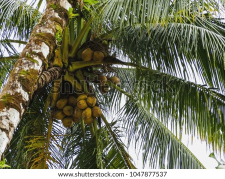 Coconut palm tree growing on the coast of central america panama
