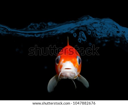 Aquarium fish AJA