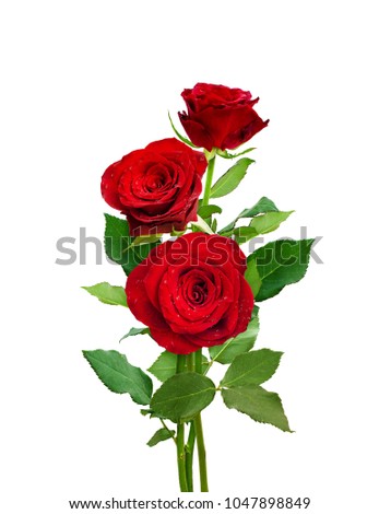 Bouquet of red roses isolated on white. Romantic flowers.