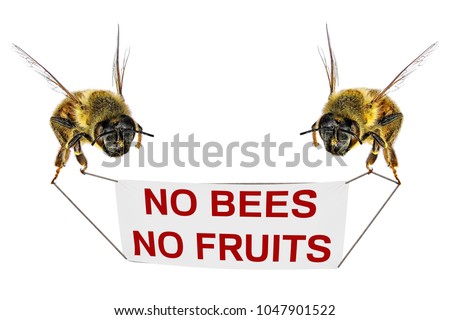 Honey bees hold banner with text  "No bees - No Fruit " and fly over the dead bee.  Death of bees leads to decrease fruit trees pollination and loss a crop. Collage of my photo and illustration 