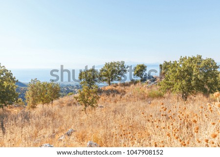 Olive grove, dried grass, sea and mountains