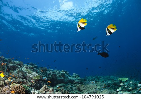 Red Sea banner-fish Heniochus intermedius  in deep blue of indian ocean. Picture take in Ari atoll - Maldives