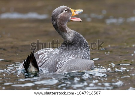 flying steamer duck, (Tachyeres patachonicus), captive Royalty-Free Stock Photo #1047916507