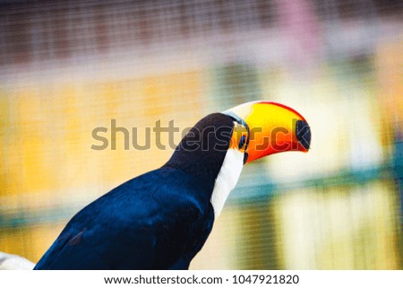 Close up toucan birds