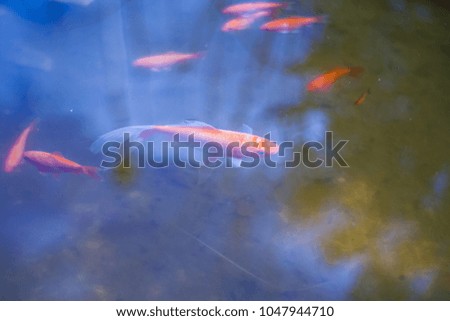 colorful fish in water