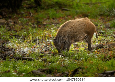 A young boar in the forest looking for food in autumn, Austria