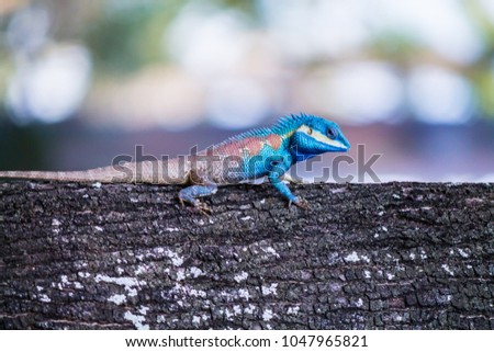 soft focus, colorful chameleons are running along the tree to camouflage the enemy.
Skink with a bright blue head and lovely round eyes are looking at you on the blurred background of nature.
