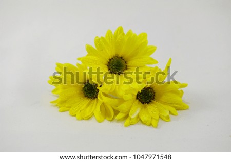 3 Yellow Daisies