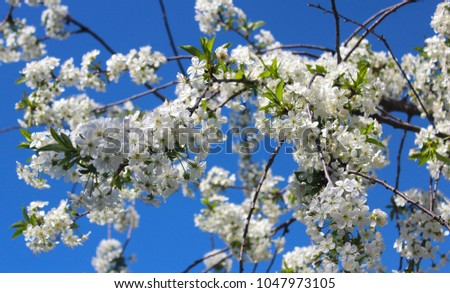 Blossom apple over nature background. Spring white flowers. Selective focus