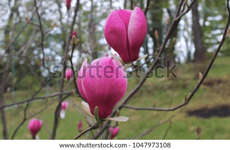 Spring. Blossoming magnolia tree. Focus on the front flower
