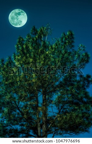 Beautiful night landscape of blue sky and full moon with bright moonlight above pine tree, outdoor in gloaming time. Serenity nature background. The moon taken with my camera.