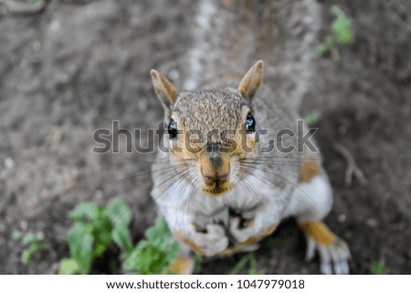 Squirrel posing for camera