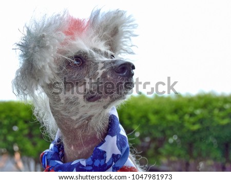 Chinese Crested Hairless dog wearing patriotic flag scarf on a windy day