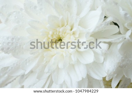 Blurry white flower, Close up petal of white Chrysanthemum flowers or white flowers image use for web design and white flowers background