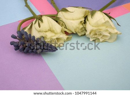 Composition with roses isolated on a multi-colored background