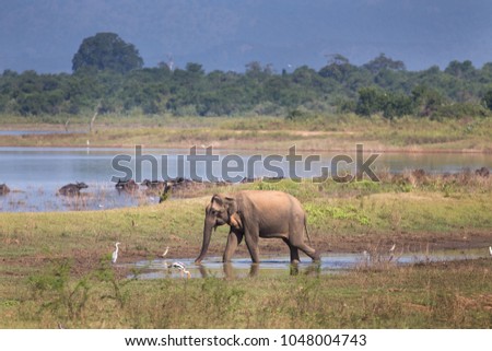 Elephant walking on meadow and buffaloes bathing in lake at National park Udawalawe of Sri Lanka. Wildlife in natural habitat