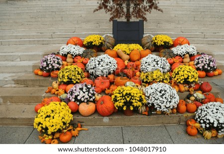 Halloween. Decor on the street for the holiday of Halloween. A set of large and small orange and green pumpkins with bouquets of yellow and white chrysanthemums.