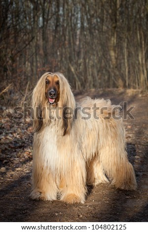 Afghan Hound standing outdoors Royalty-Free Stock Photo #104802125