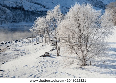 Lofoten trees on the fjord in the winter ice snow