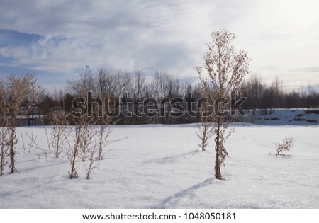 nature field forest winter snow frost sun