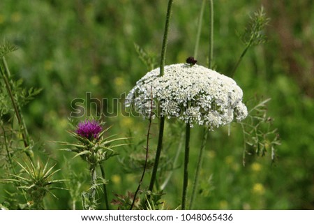 photo of nature and flowers in Israel closeup