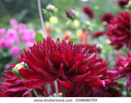 Dark red dahlia flowers in garden