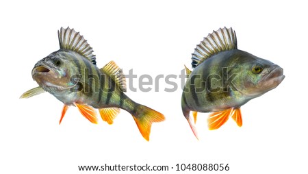 Perch fish trophy isolated on white background. Perca fluviatilis Royalty-Free Stock Photo #1048088056