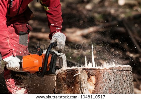 Forestry worker cutting the stump of a spruce tree with chainsaw Royalty-Free Stock Photo #1048110517