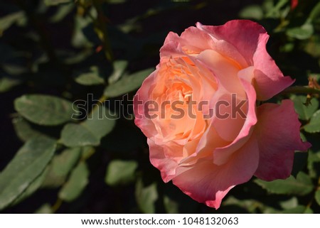 orange rose as a floral background. The name of the rose is "Augusta Luise".