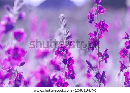 Beautiful purple wild flowers close up
