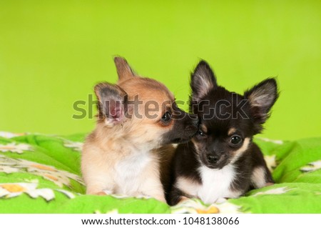 Two young chihuahua dogs on green backgroud