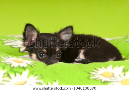 Lying young chihuahua dog on green backgroud
