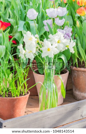 potted blooming tulips and white narcissus in transparent glass vase on wooden shelf