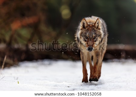 very dangerous and angry wolf