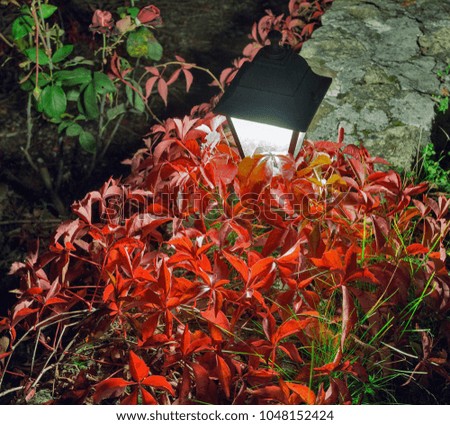 Night street lamp with red plant in the garden closeup